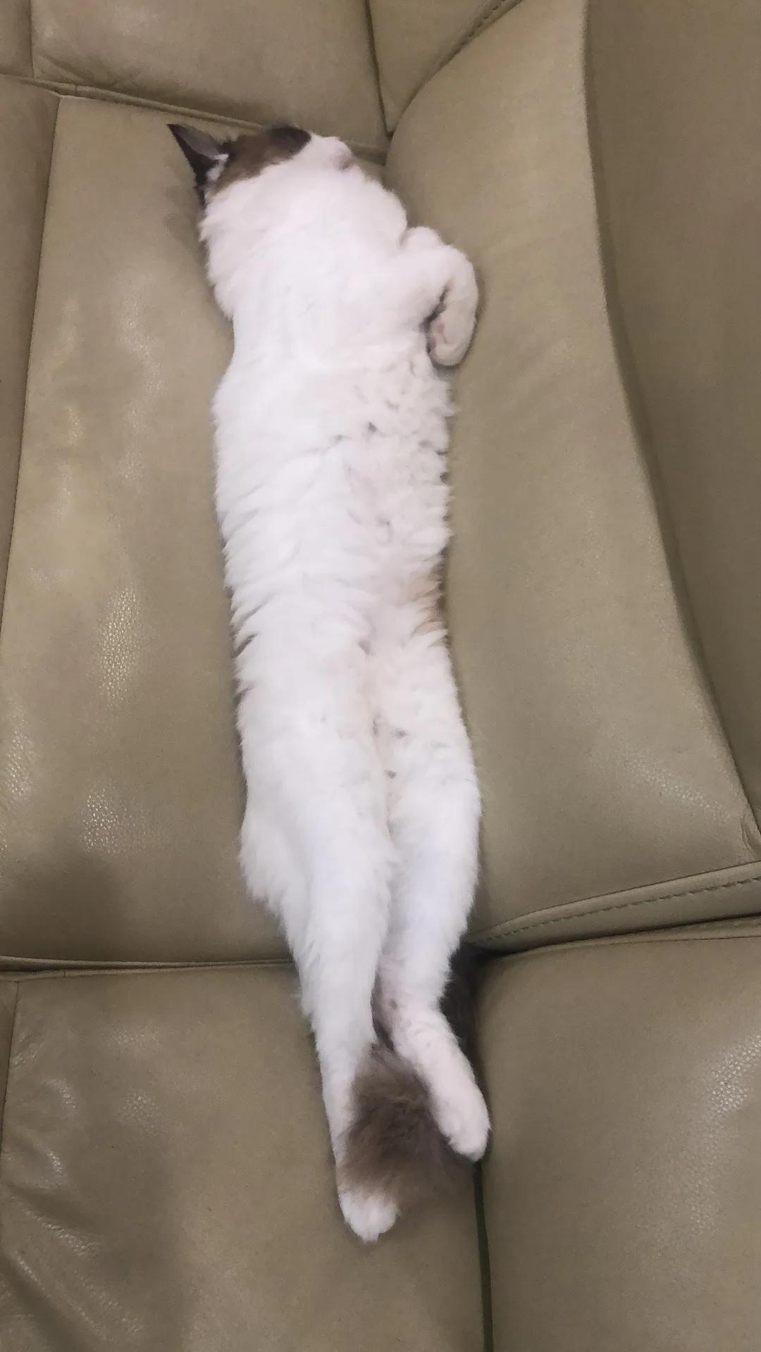 猫的样子描述写一段话（描写小猫性格特点的一段话）