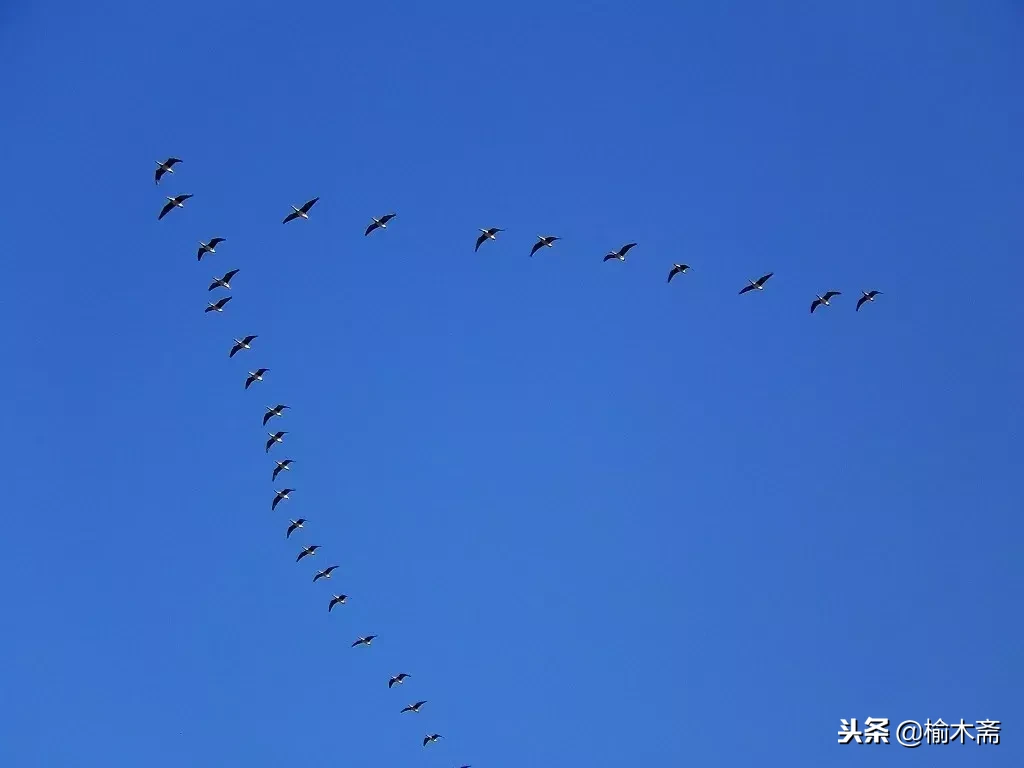 元好问摸鱼儿雁丘词译文（原文翻译及赏析）