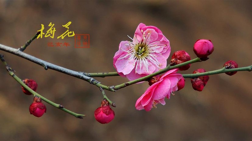 卜算子咏梅宋陆游的意思是什么（卜算子咏梅全文解析）