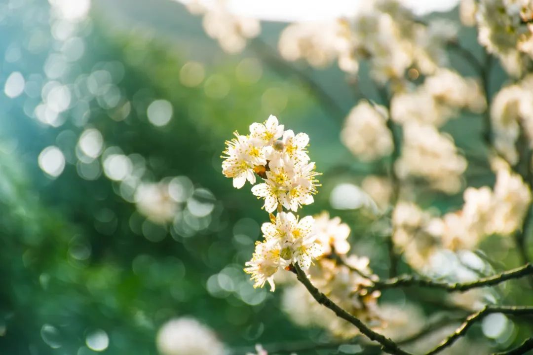 春天景色的优美句子（春天的唯美句子段落）