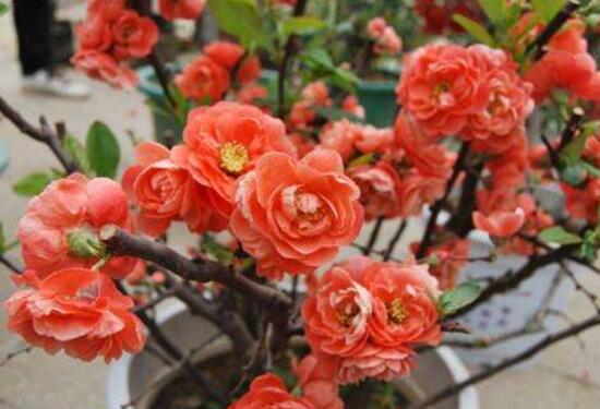 杜鹃花的寓意和象征（室内十大吉祥花）