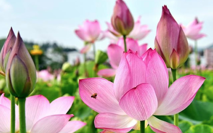 赞美花的优美句子简短（形容花绽放的唯美短句）