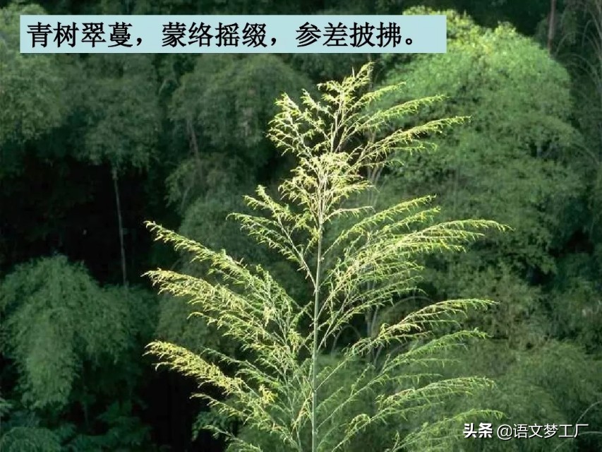 小石潭记表达了作者怎样的感情的句子（小石潭记全文解析）