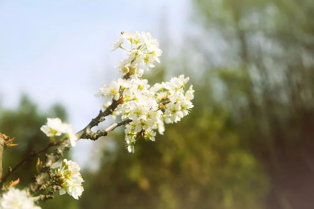 赞美春暖花开的唯美句子（形容春暖花开的美句）