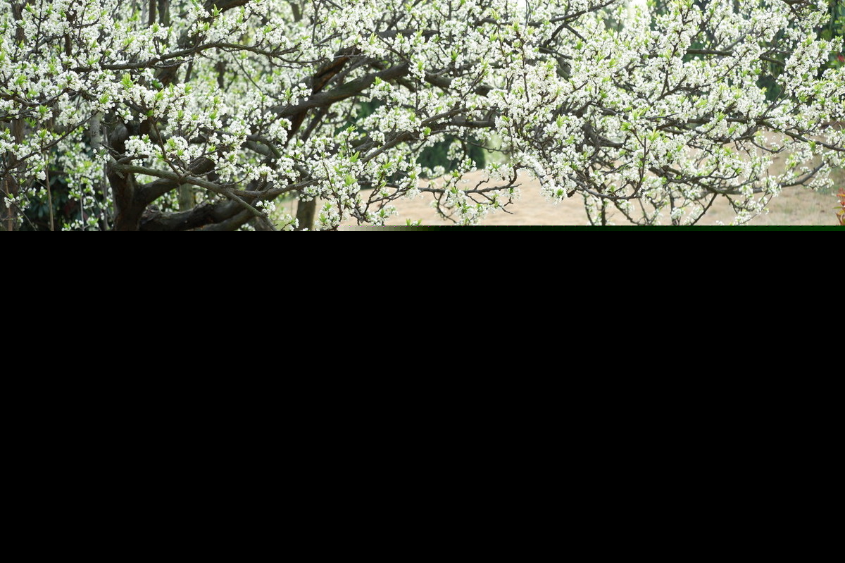 写清明节的诗句有哪些（有关清明节的5首名诗）