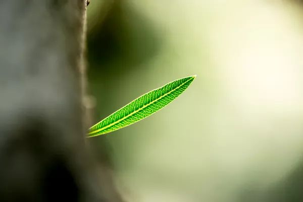 哲理美文摘抄加感悟（励志哲理段落）