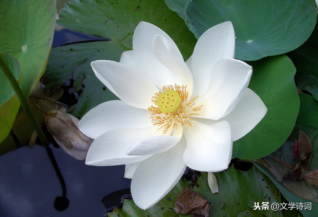 池上古诗意思解释（古诗《池上》全部解释）
