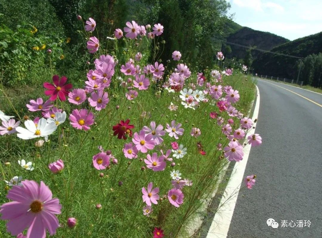 春花秋月何时了的全诗赏析（李清照最美诗词赏析）