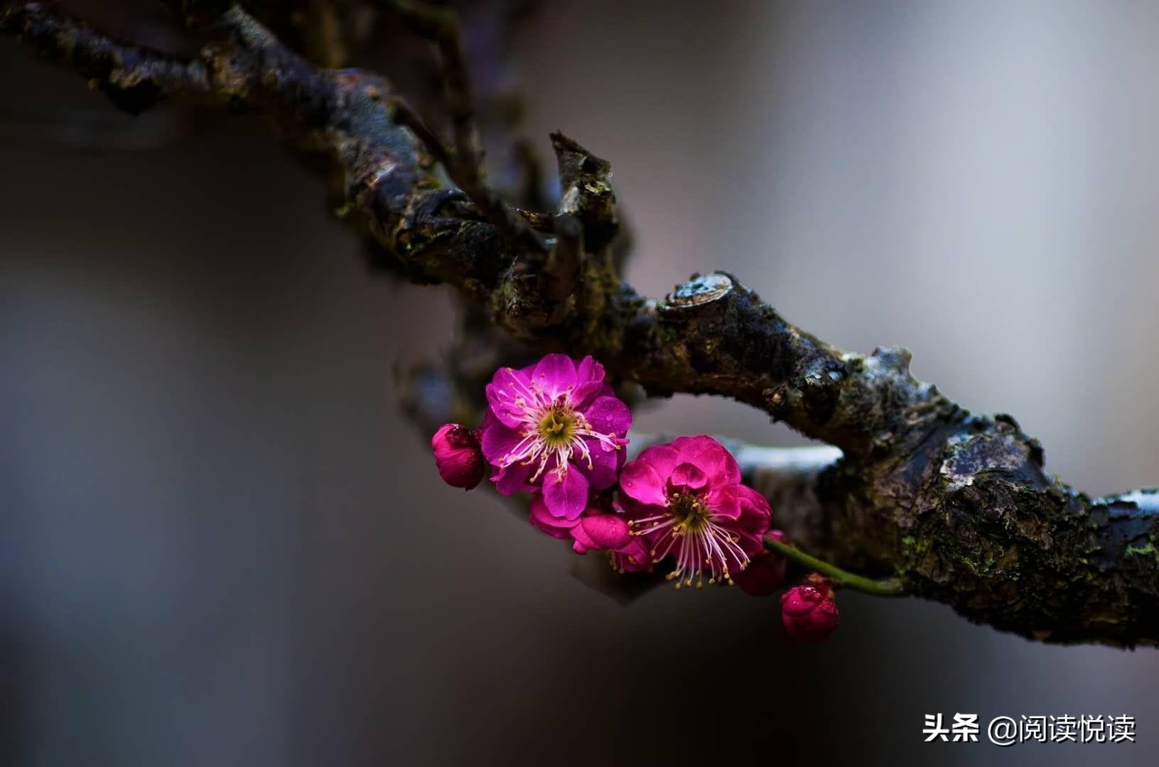 梅花的品格与精神（赞美梅花的简短优美句子）