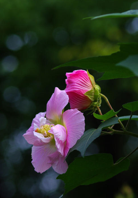 有关芙蓉的唯美诗句（形容芙蓉花的优美句子）