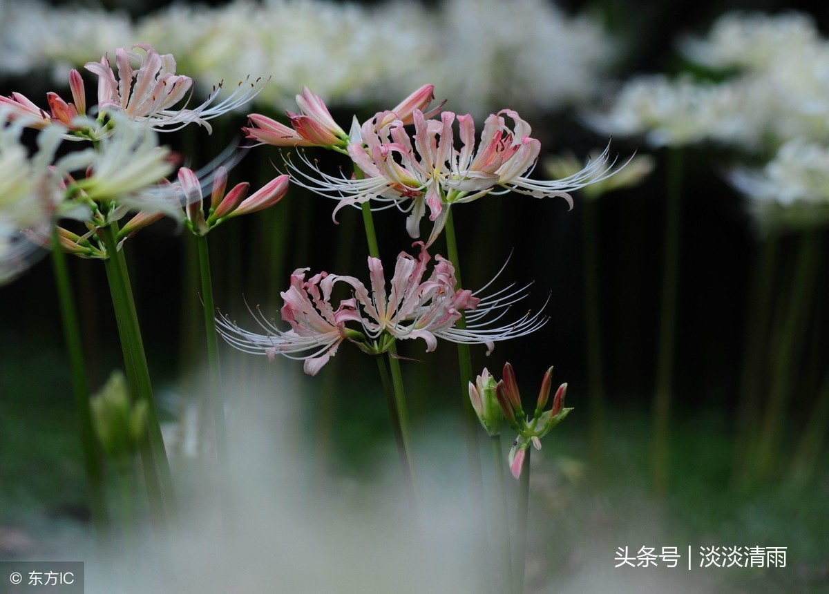 彼岸花诗词伤感（彼岸花的经典诗句）