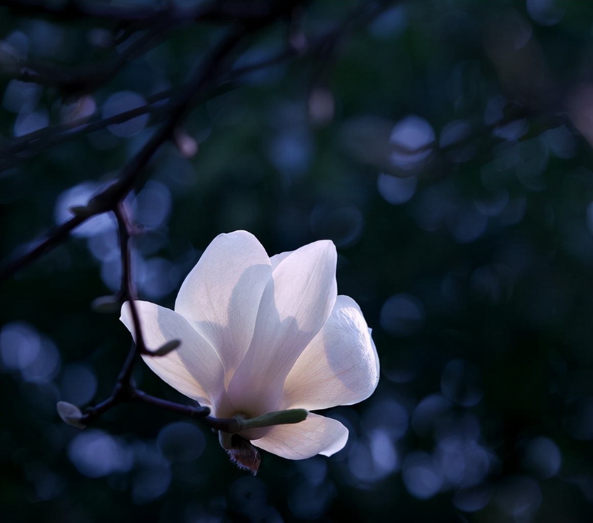 描写白玉兰的优美句子（关于白兰花的唯美句子）