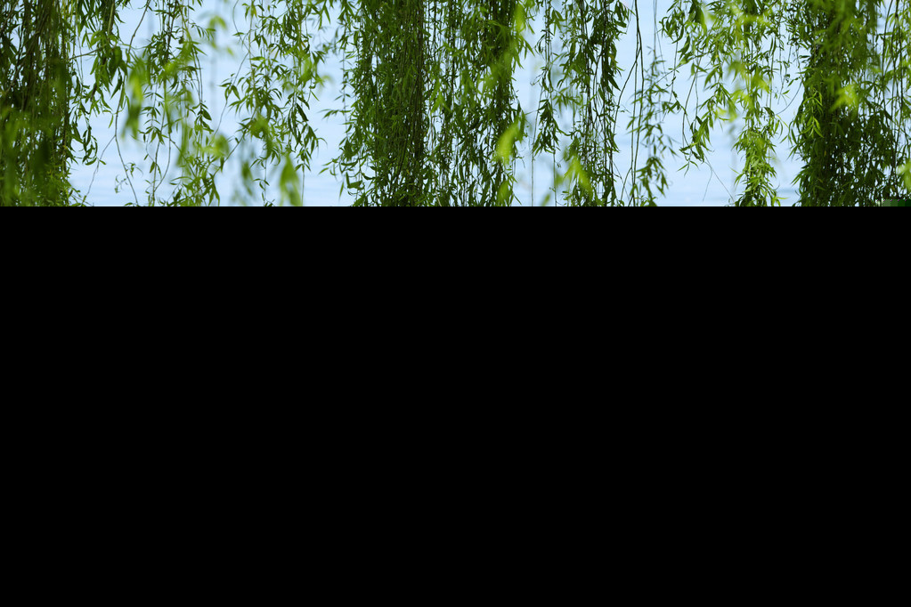 杨柳枝词白居易译文（关于杨柳枝词全文鉴赏）