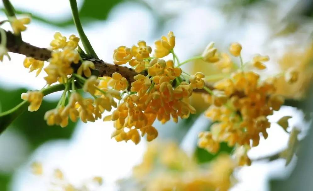 有关桂花的诗句及赏析（赞美桂花的经典诗句）