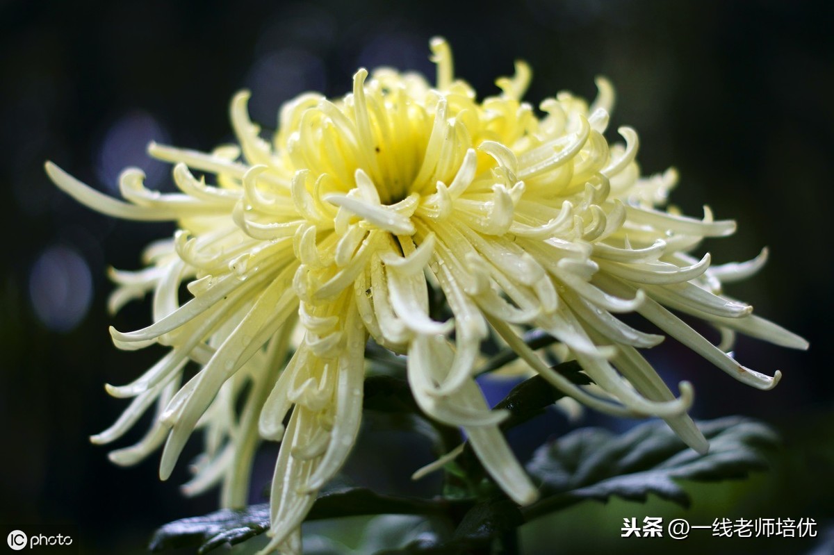 六年级上册古诗全诗（六年级教科书必背的诗词）