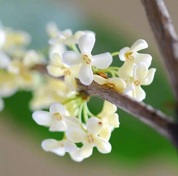 有关桂花的诗句及赏析（赞美桂花的经典诗句）