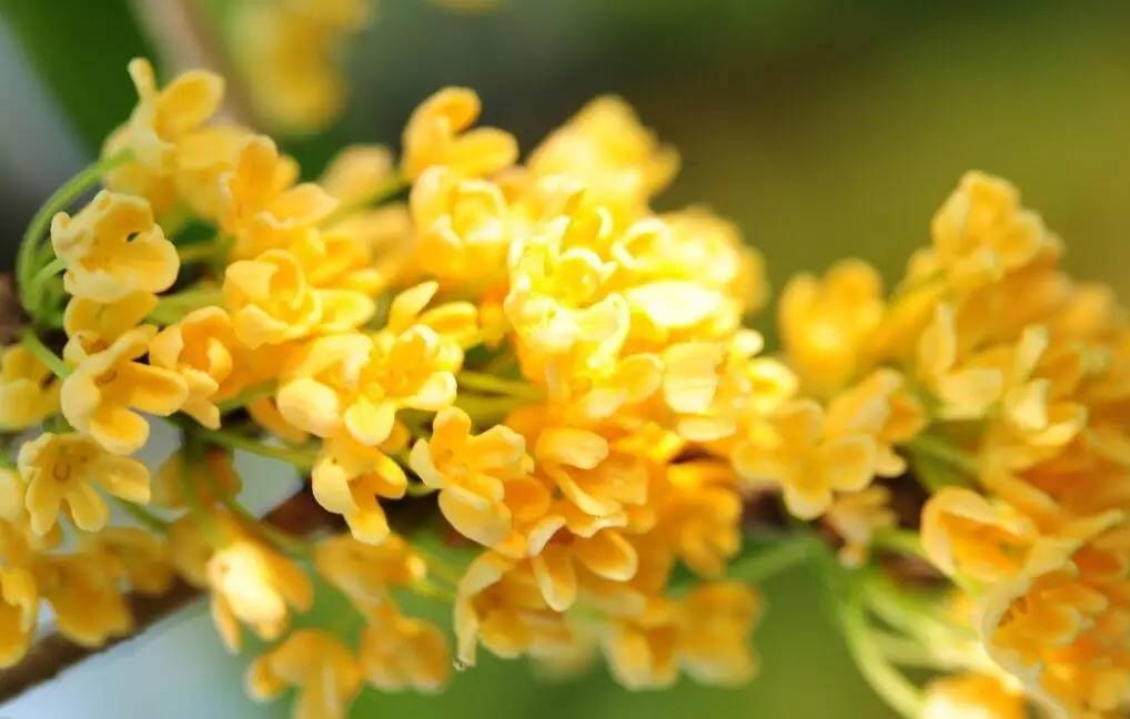 有关桂花的诗句及赏析（赞美桂花的经典诗句）