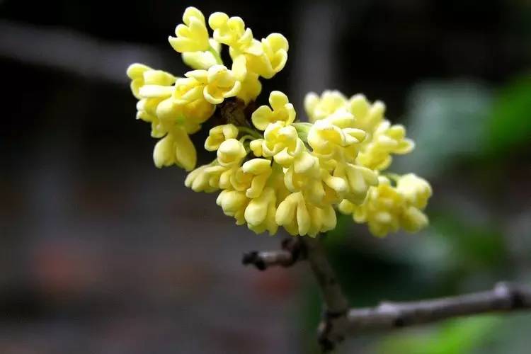 有关桂花的诗句及赏析（赞美桂花的经典诗句）