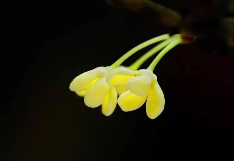有关桂花的诗句及赏析（赞美桂花的经典诗句）