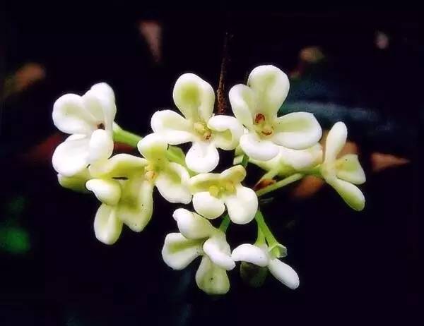 有关桂花的诗句及赏析（赞美桂花的经典诗句）