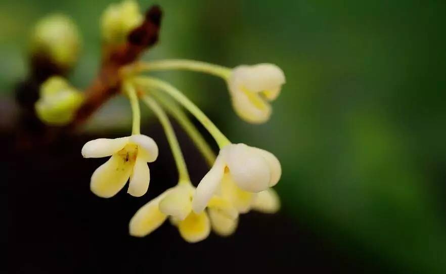 有关桂花的诗句及赏析（赞美桂花的经典诗句）
