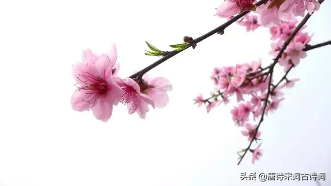 赞美四月的诗句唯美（人间最美四月天）
