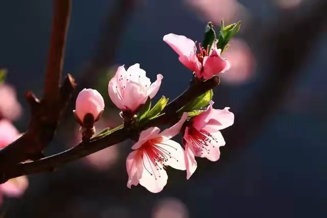 现代经典散文诗（著名经典散文诗精选）