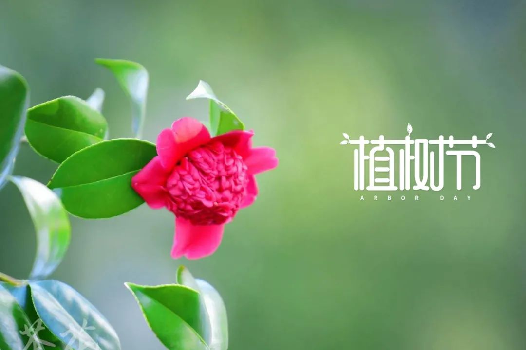 植树节的诗歌简短（关于植树节的佳句）