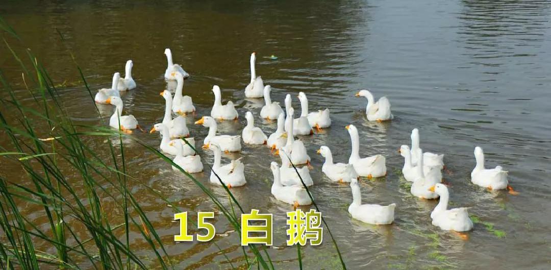 白鹅课文原文笔记（白鹅读书笔记主要内容）