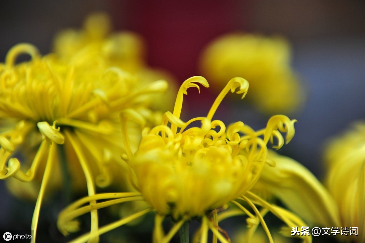 菊花古诗朗诵及解释（元稹菊花原文赏析及译文）
