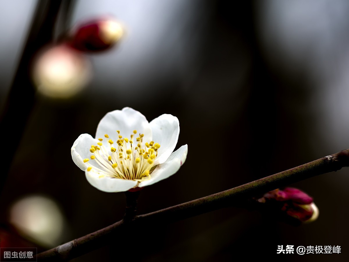 借景抒情的诗句有哪些（分享这8首借景抒情的名诗）