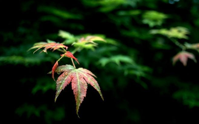 立秋节气古诗大全（关于立秋的美好诗句）