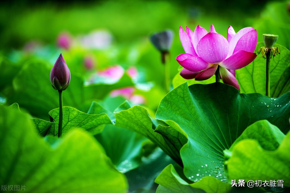 描写荷花的优美句子排比（关于荷花千姿百态）