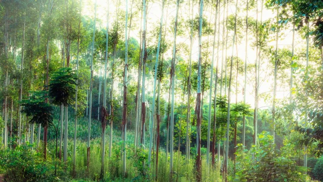 描写春天山水诗大全（形容山水风景优美的古诗词）