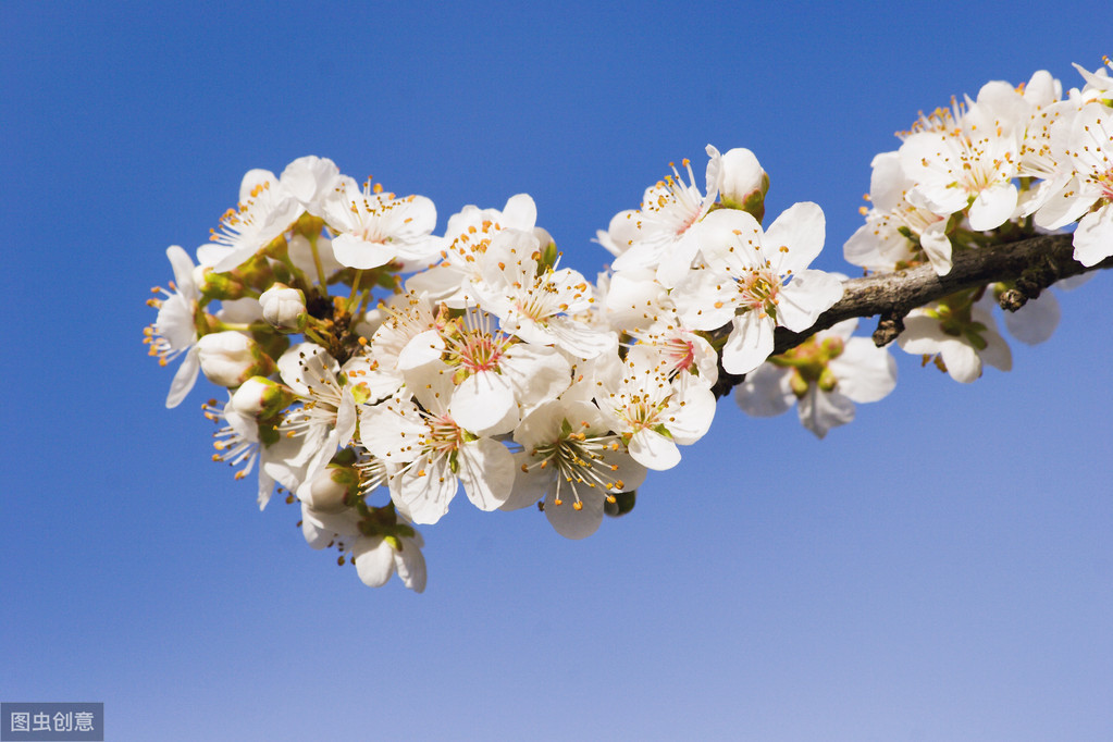 花非花白居易古诗意思（ 花非花原文赏析及诗意）
