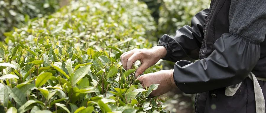 春茶的诗句唯美（三月春茶美好句子）