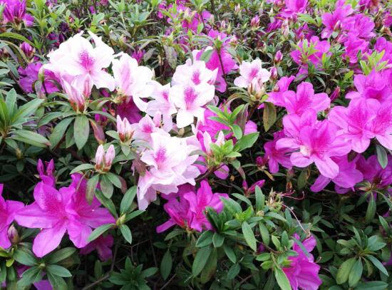 杜鹃花的寓意和象征（室内十大吉祥花）