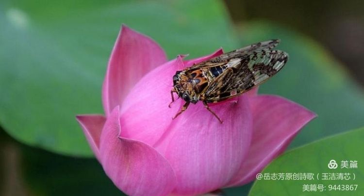 短小意境优美的现代诗（美到心碎的现代诗）