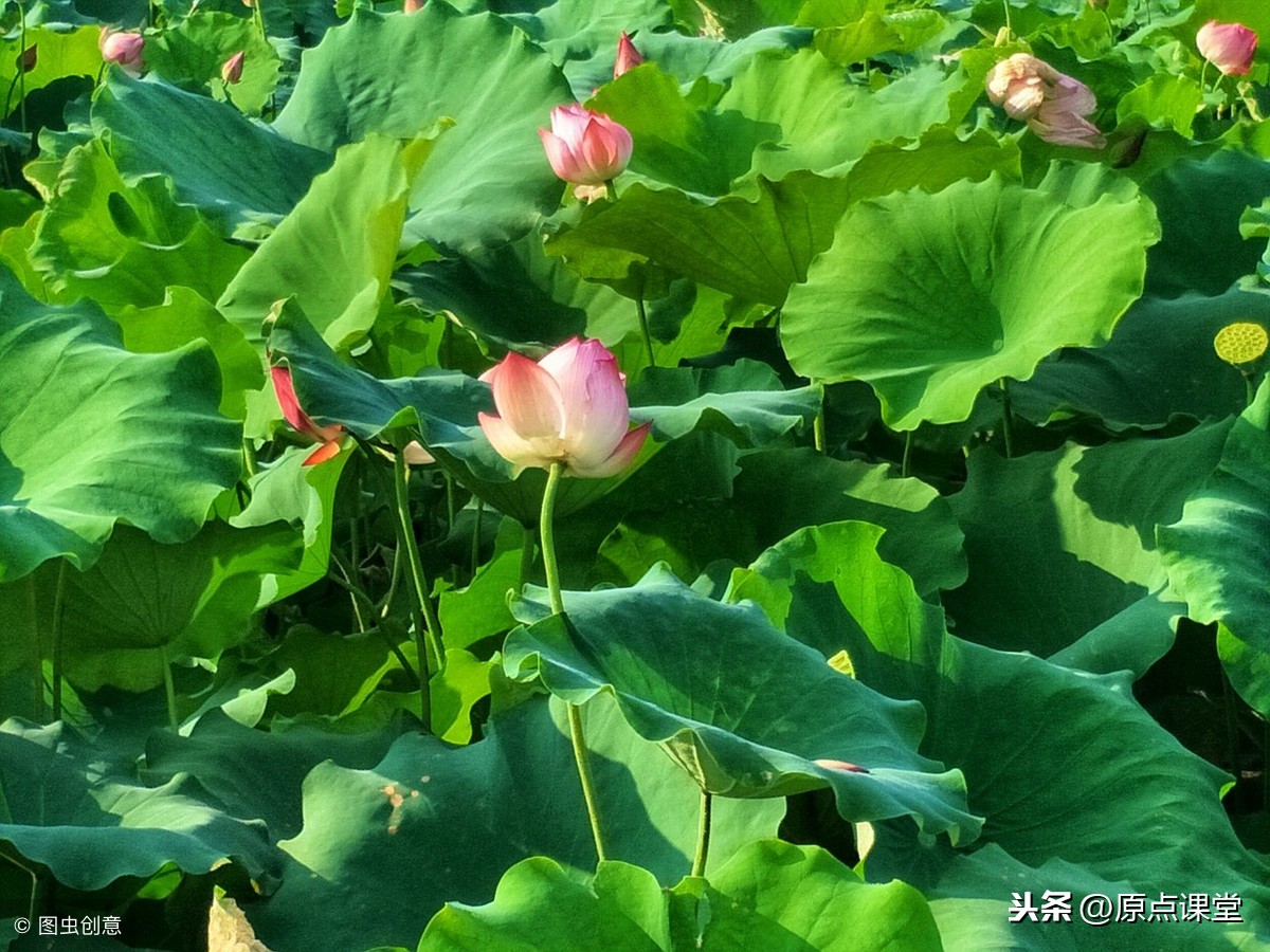 爱莲说翻译最简短（爱莲说翻译全文）