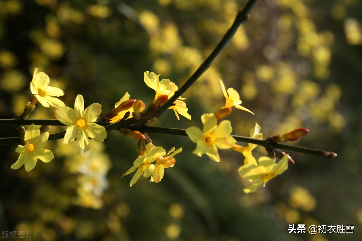 描写迎春花的优美句子（赞美迎春花经典名句）
