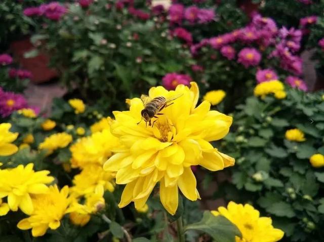 描写菊花的作文怎么写（菊花优秀作文赏析）