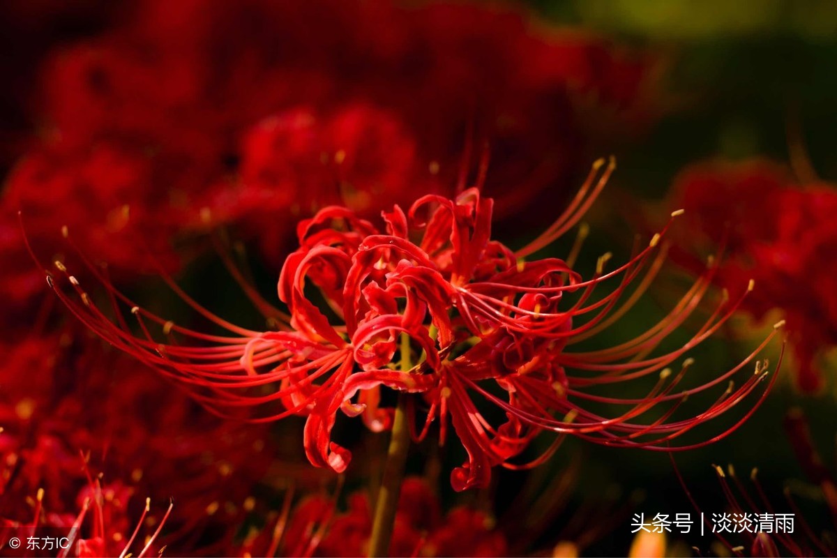 描写彼岸花的诗句（意境优美的古诗）