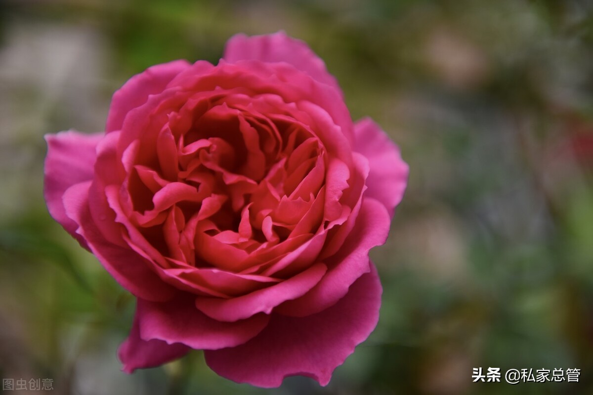 向日葵花语经典短句（关于向日葵花语的文案）