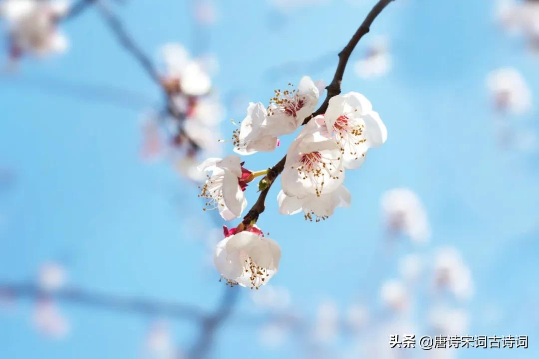 形容春风的句子优美句子（描写春风的句子唯美）