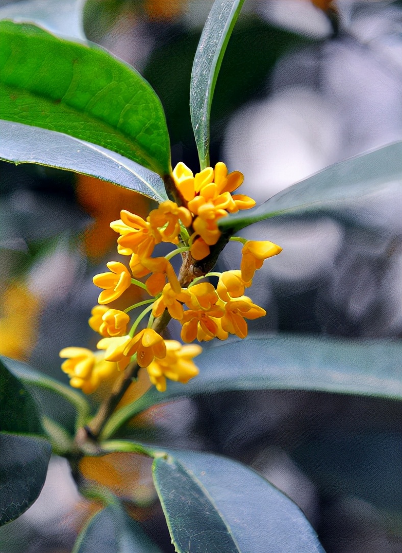桂花香的句子唯美短句（桂花香的诗句经典名句）