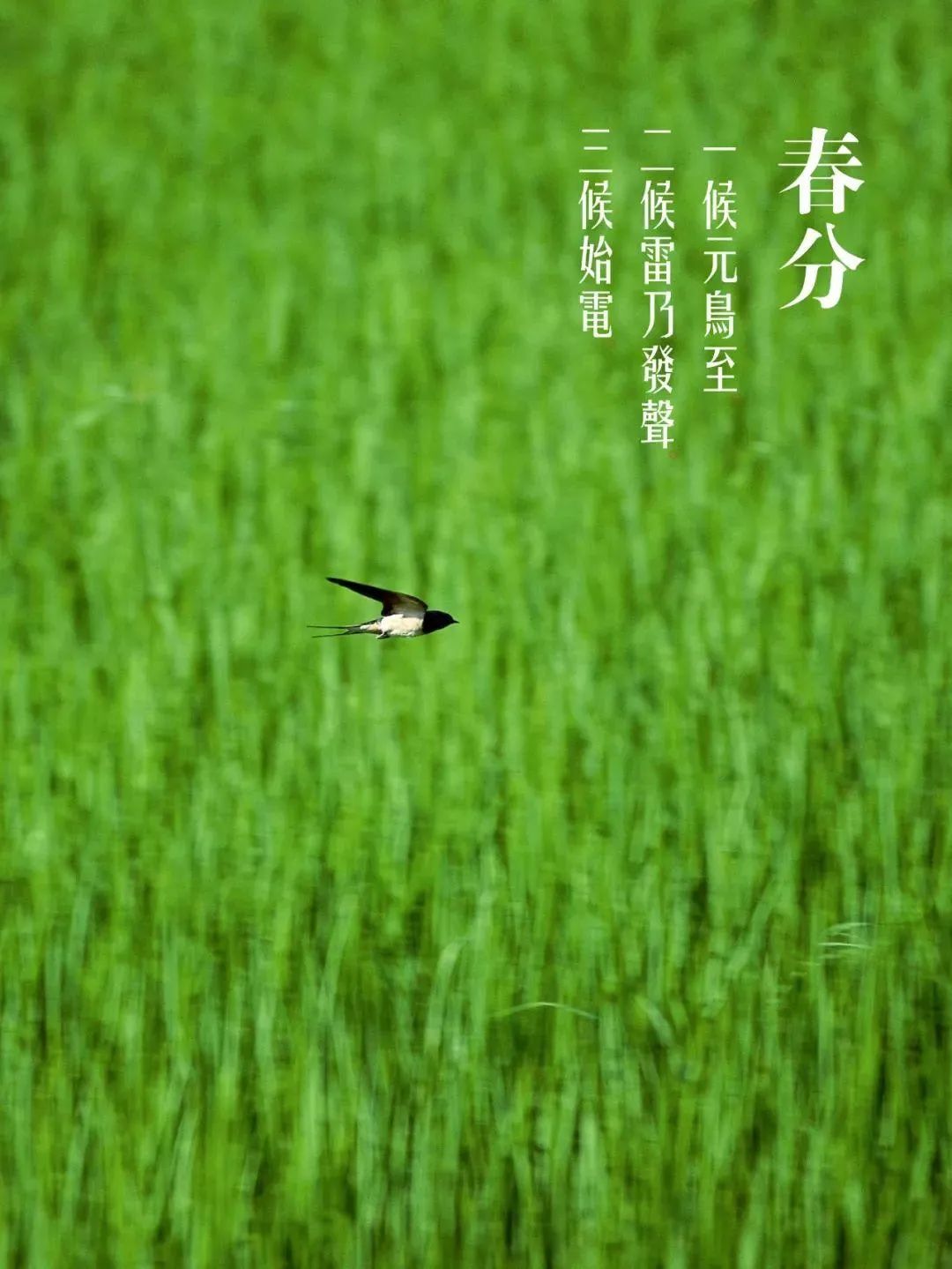 春分的诗句古诗（描写春分节气的诗句诗词大全）