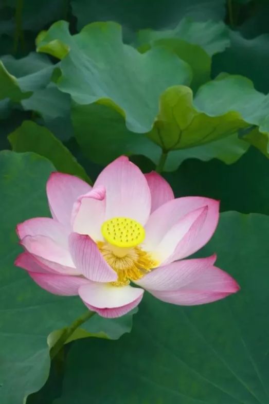 描写莲花的诗句古诗（形容莲花的高雅的诗句）