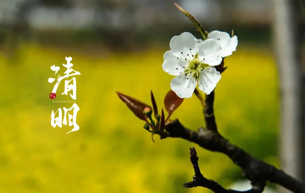 关于清明节的诗句古诗（清明祭奠的诗句）