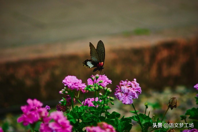 高考作文范文欣赏（2021年高考语文作文赏析）