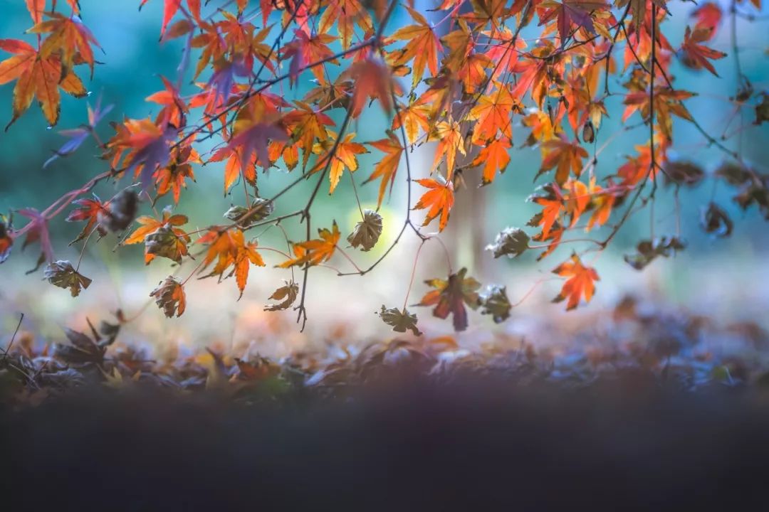 描写秋景古诗词经典（关于写秋景的诗句）